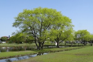 タチヤナギ 公式 水前寺江津湖公園 熊本市の公園 公式 水前寺江津湖公園 熊本市の公園